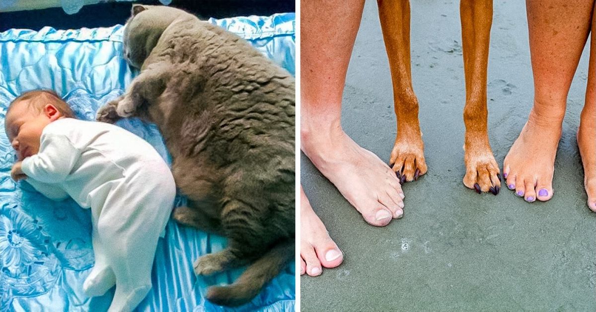 25 Pets Who Are Evolving Into Their Humans 25 Pets Who Are Evolving Into Their Humans