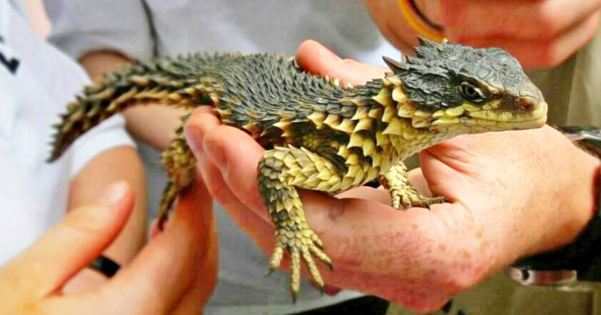 20 Amazingly Weird Animals That Turn Africa Into a Whole New World