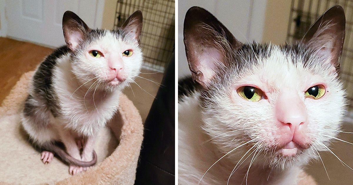 15+ Pets Whose Genetic Features Make Them Even More Charming 15+ Pets Whose Genetic Features Make Them Even More Charming