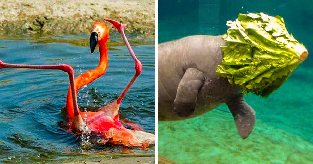 20+ Hilarious Photos of Clumsy Animals That Are Hard to Stop Laughing At