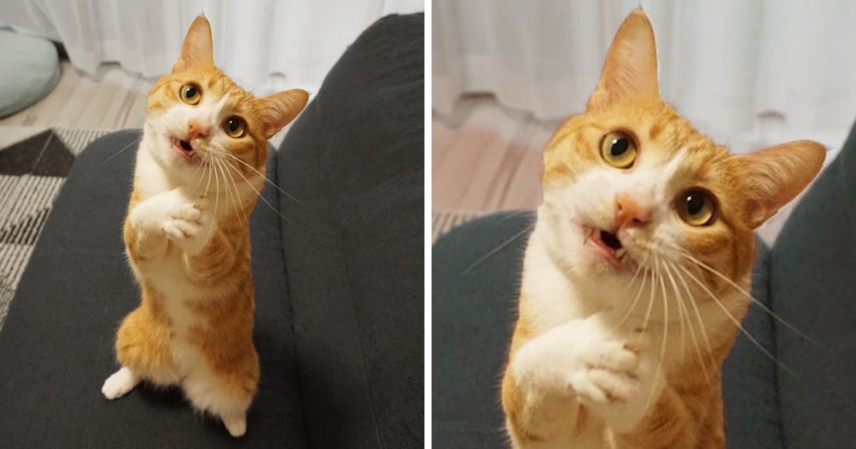 20 Fluffies Who Can’t Just Act Like Normal Pets for One Day