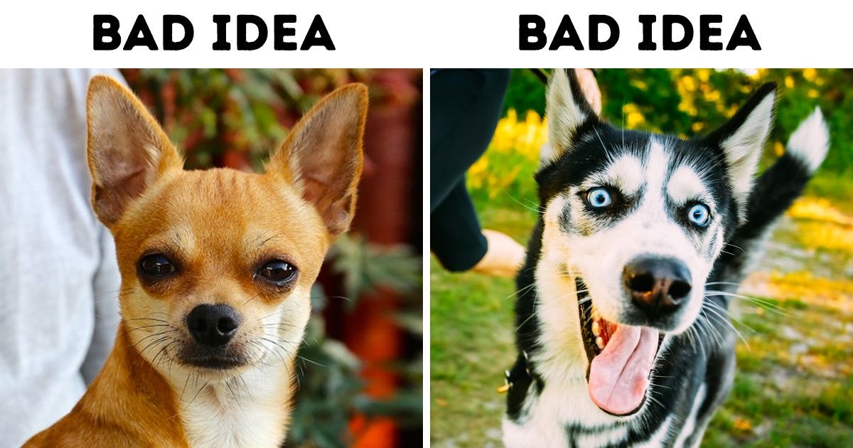 bad dog breeds for families