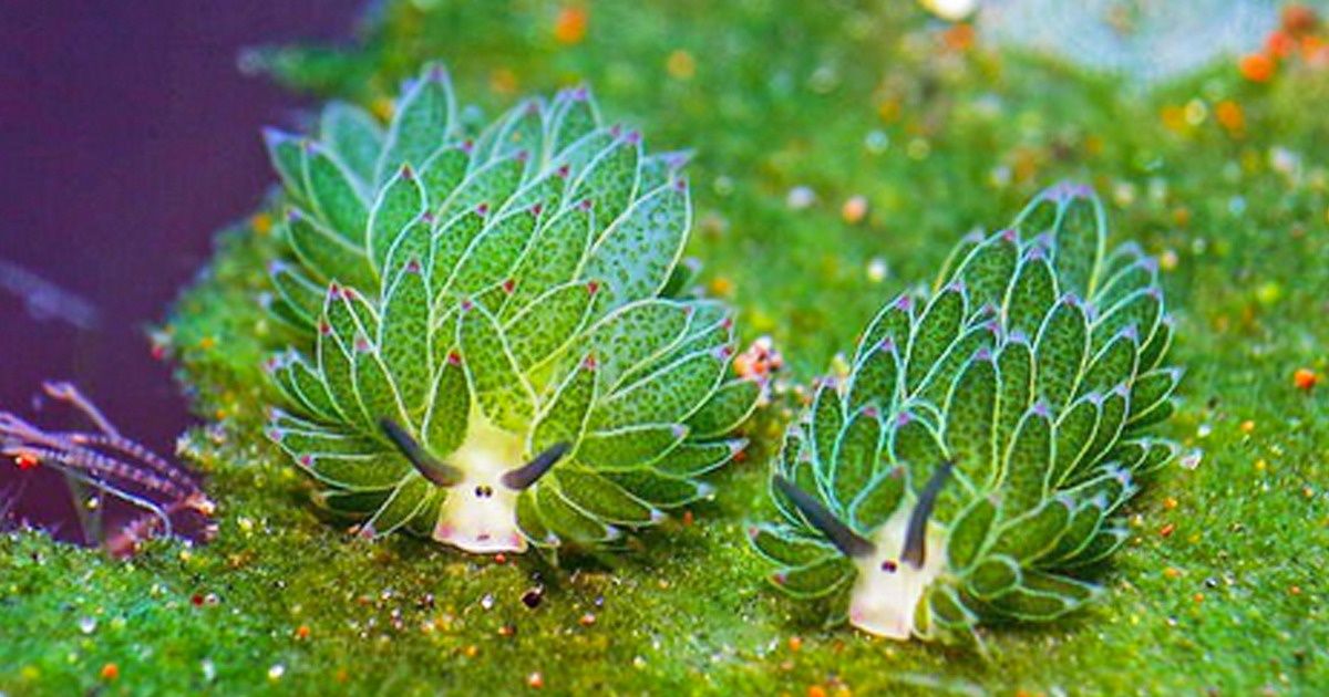 20 Animals That Mastered the Art of Camouflage 20 Animals That Mastered the Art of Camouflage