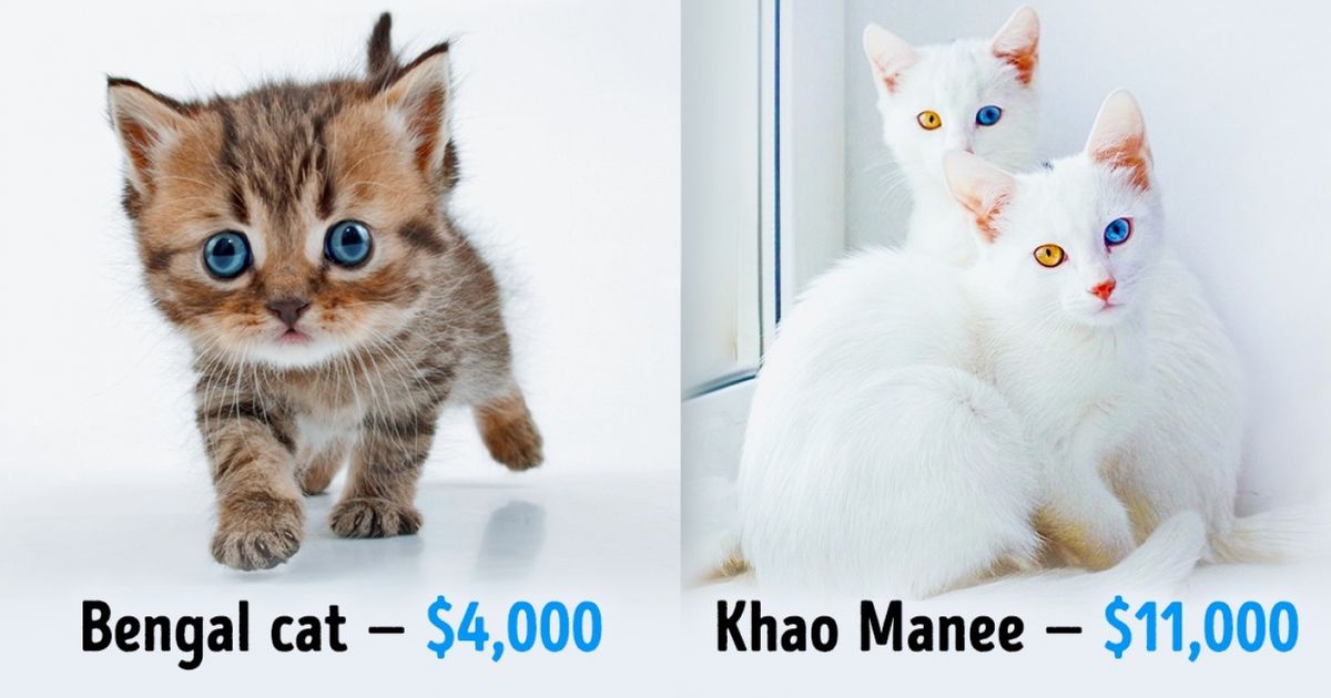 19 Awesome Cats That Cost A Fortune