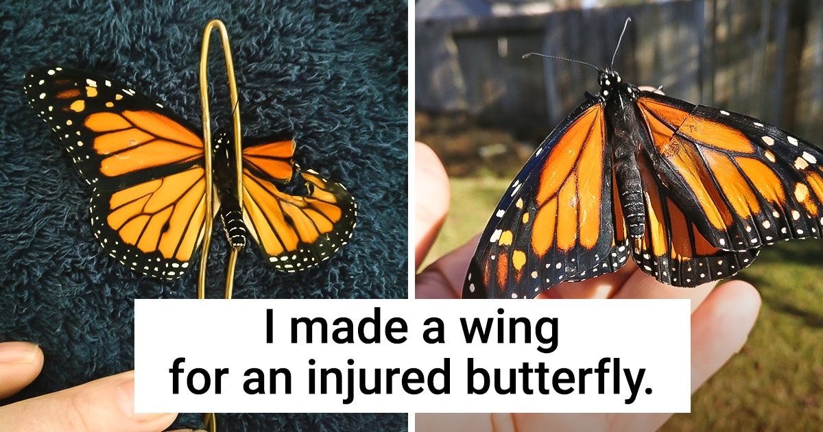 20 Times Nature Showed the True Meaning of Having 9 Lives