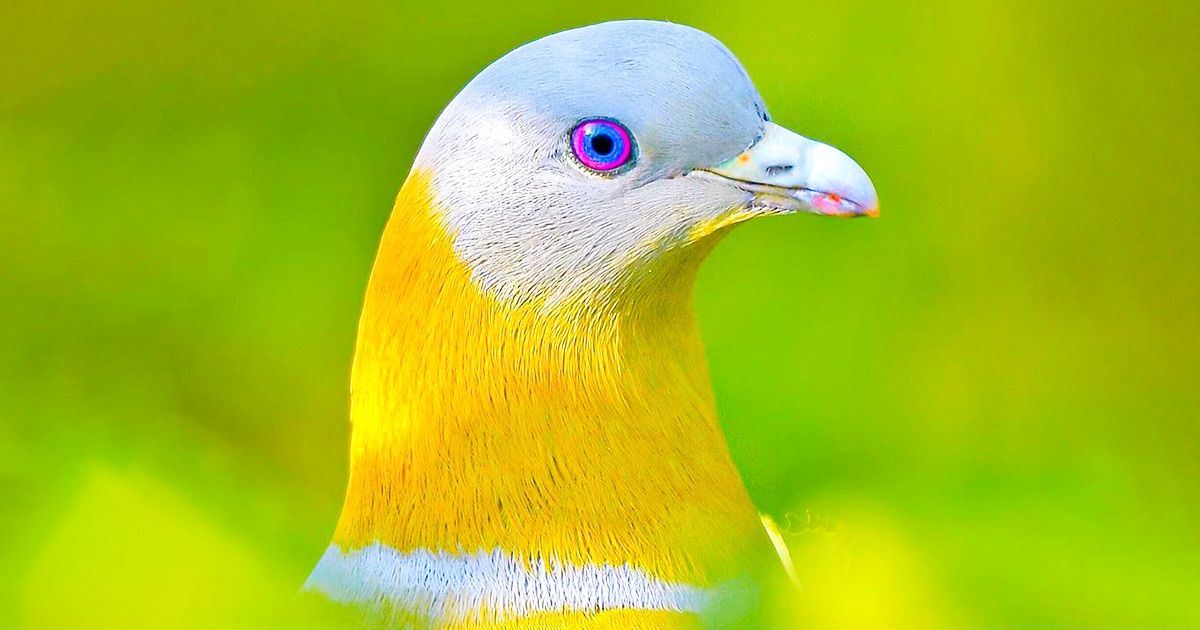 20 Unique Animals Who Are Easy to Fall in Love With at First Sight 20 Unique Animals Who Are Easy to Fall in Love With at First Sight