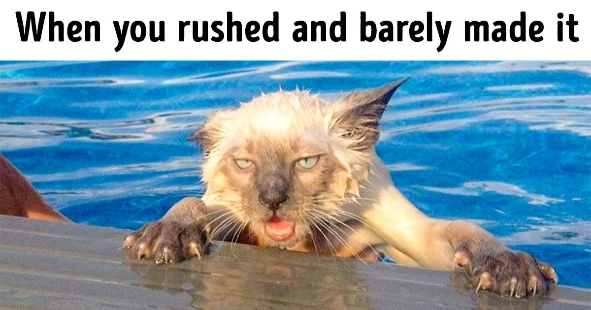 25 Hilarious Photos That Prove Animals Are People in “Fur Coats”