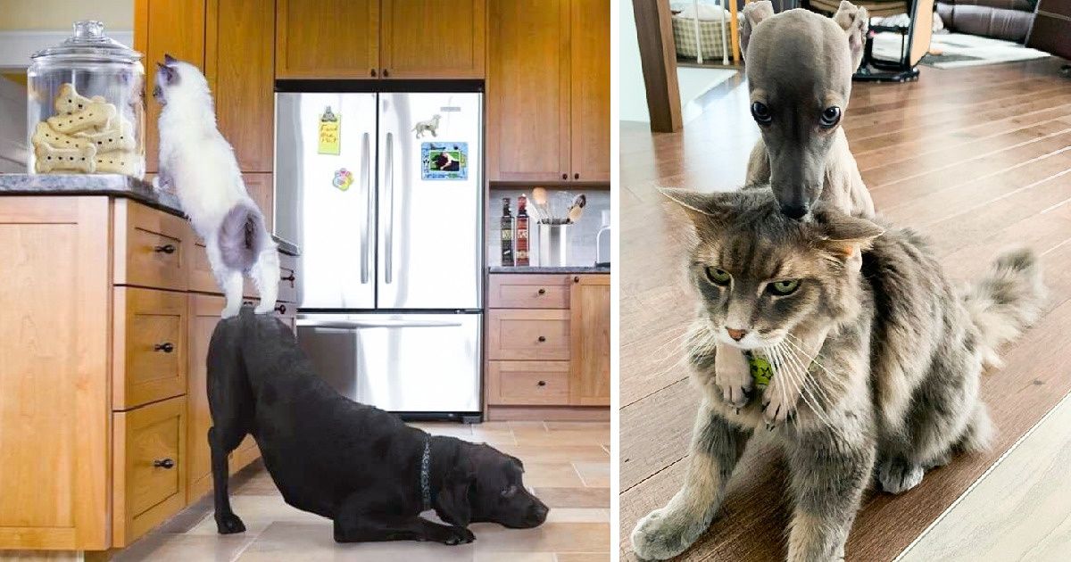 18 Photos That Prove Cats and Dogs Have Their Own Kind of Relationships