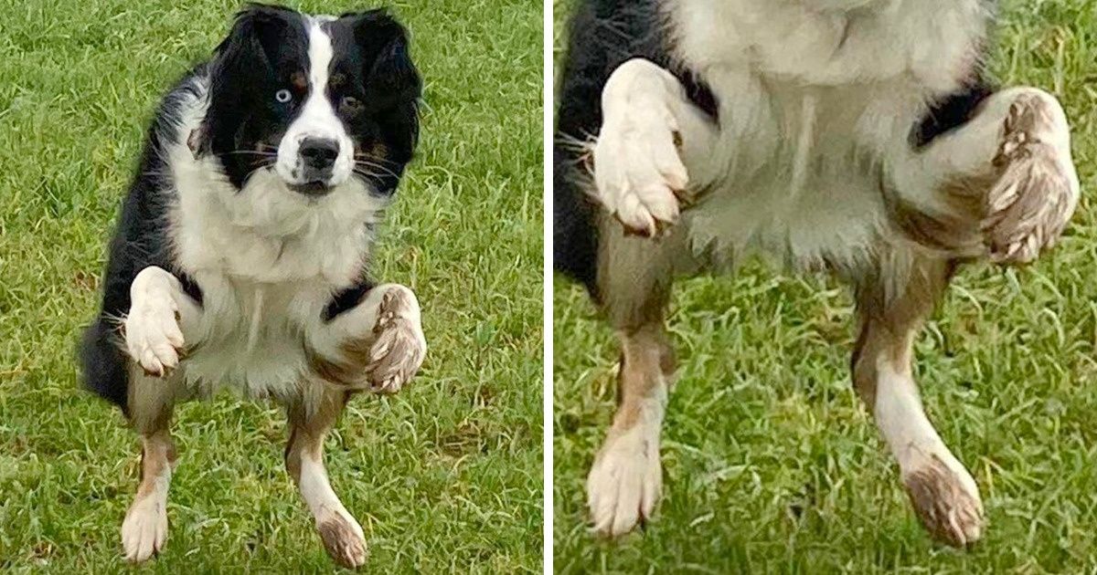 15 Pets Who Prove They Are Weird but Adorable Aliens 15 Pets Who Prove They Are Weird but Adorable Aliens