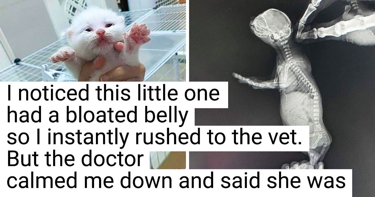 17 People Who Got a Pet and a Headache as a Bonus