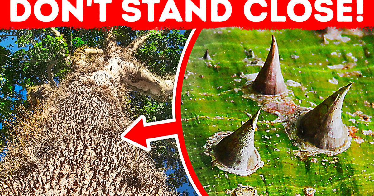 If You See This Spiky Tree, Get Away Immediately If You See This Spiky Tree, Get Away Immediately