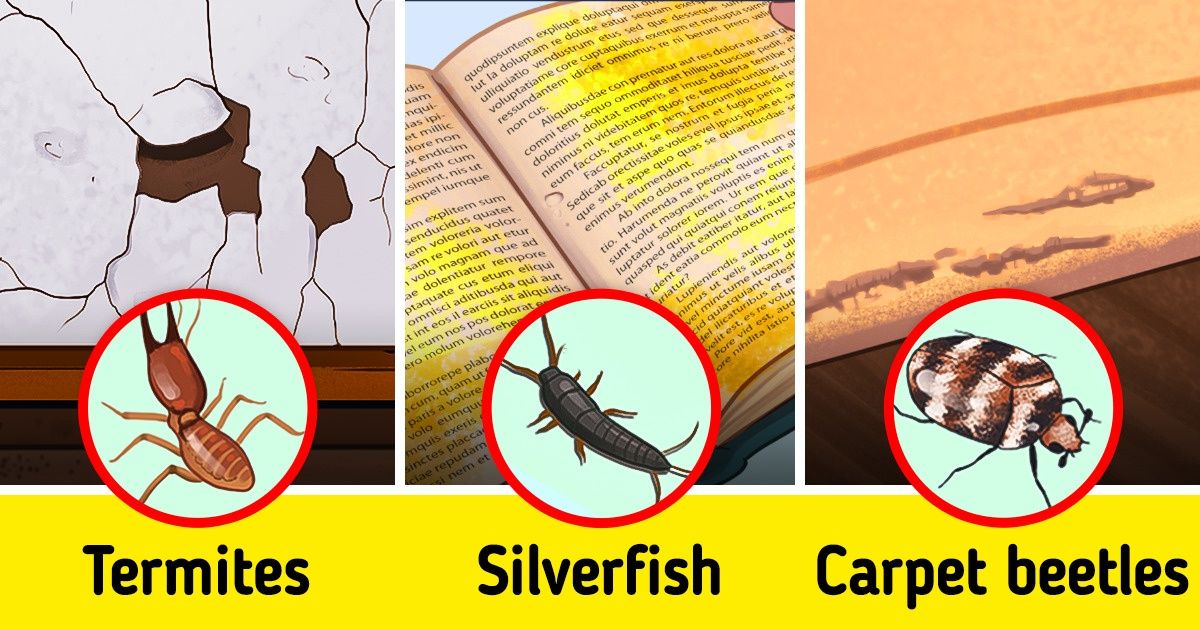 8 Signs You’re Living With Pests That Usually Go Unnoticed (and How to Identify Them) 8 Signs You’re Living With Pests That Usually Go Unnoticed (and How to Identify Them)