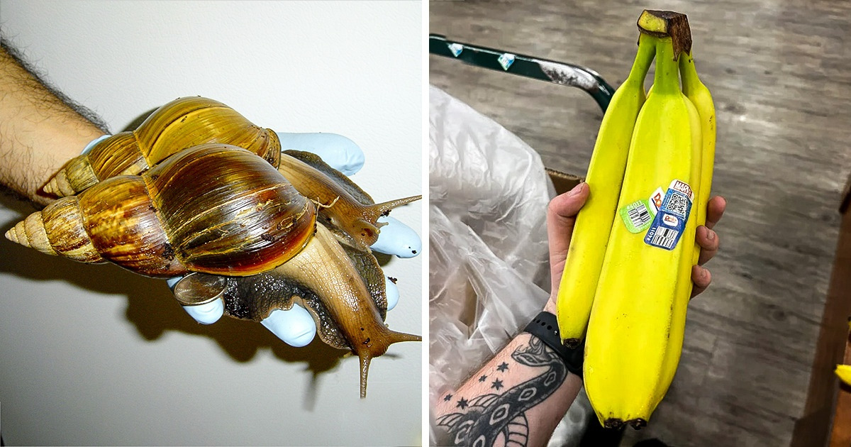 15+ Photos Proving That the World Always Has Something New for Us 15+ Photos Proving That the World Always Has Something New for Us