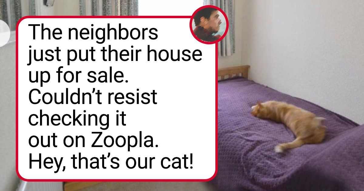 20 Times People Came Home and Discovered They Had a Cat 20 Times People Came Home and Discovered They Had a Cat