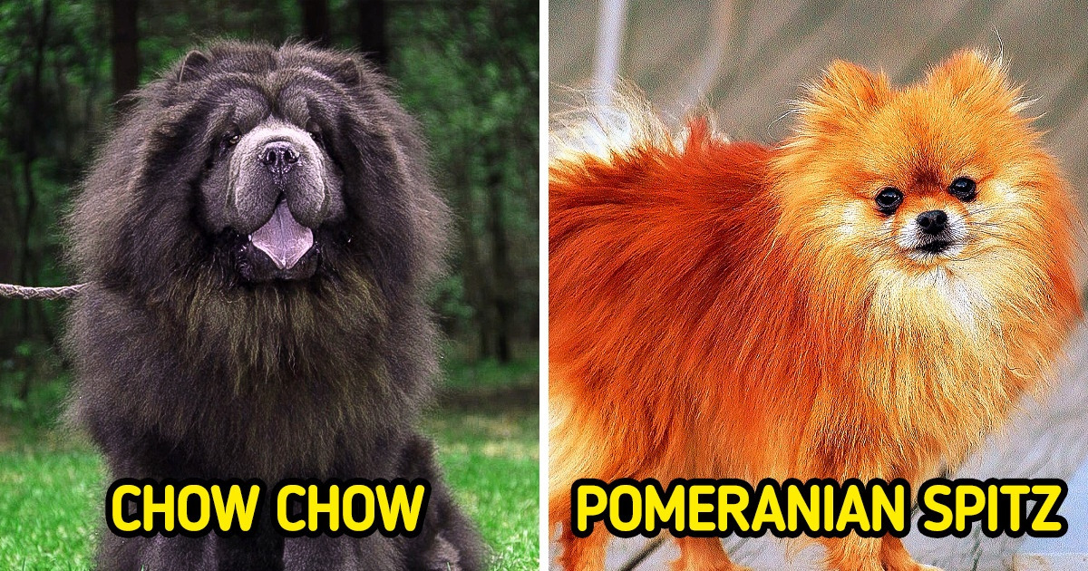 10 Dog Breeds That You May Not See Around So Often