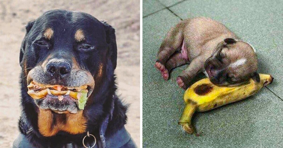 19 Pictures Dog Lovers Need to See ASAP