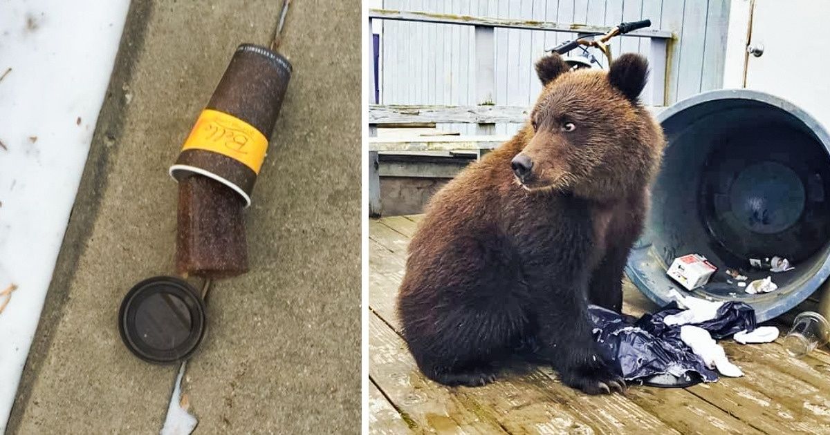 22 Wild Things You Will Only See in Alaska / Bright Side