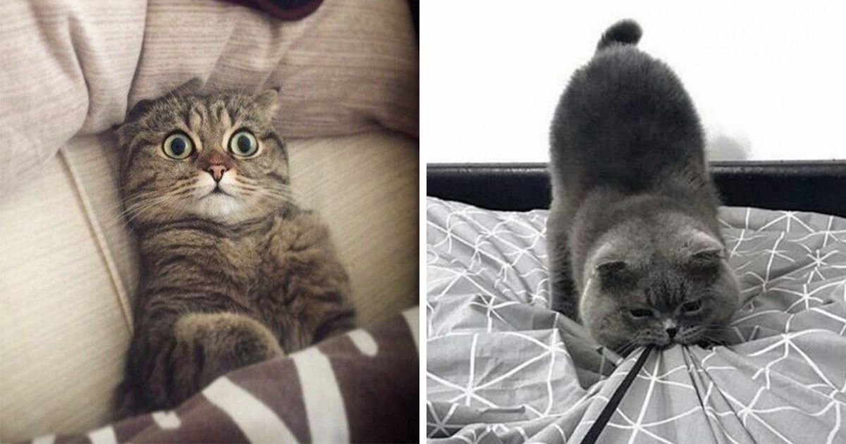20 Fresh Photos That Prove There’s Nothing More Exciting Than a Cat’s Life