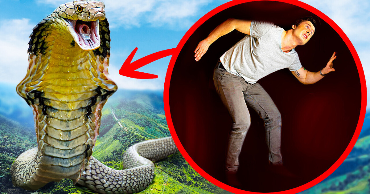What If Biggest Snake Ever Swallowed You Whole