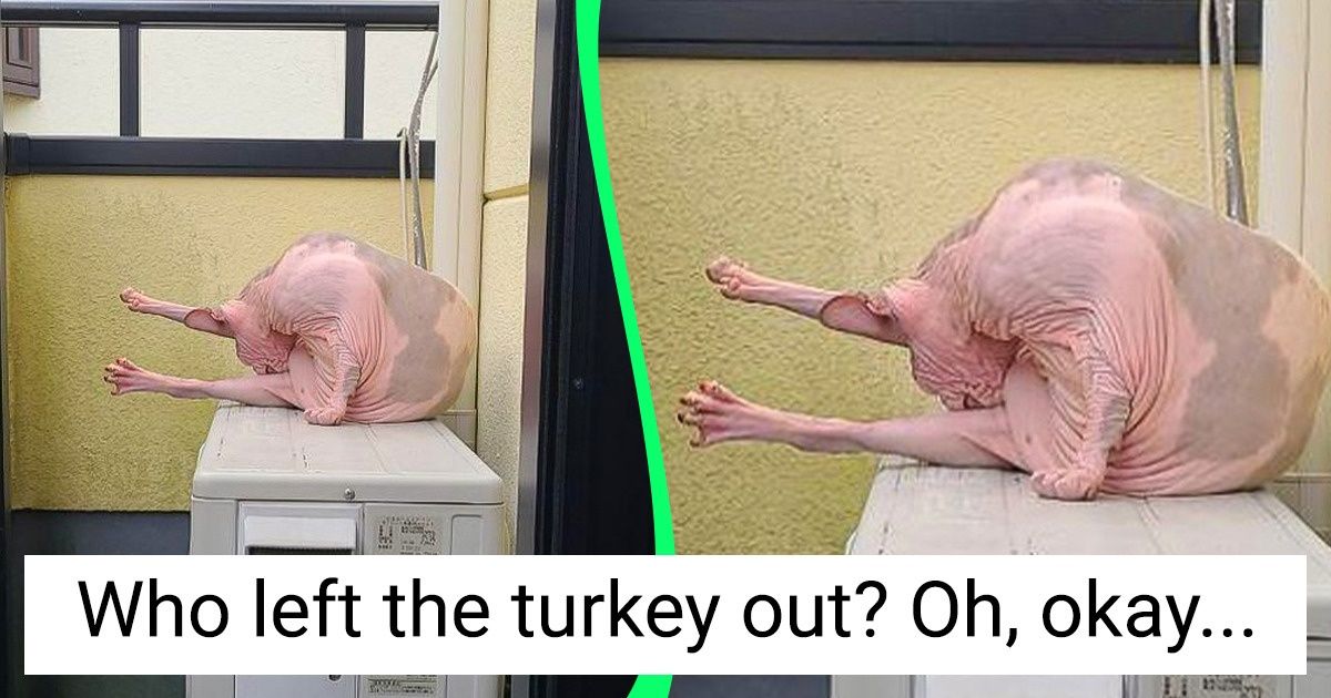 15+ Bewildering Pics That Almost Fooled Our Brains 15+ Bewildering Pics That Almost Fooled Our Brains