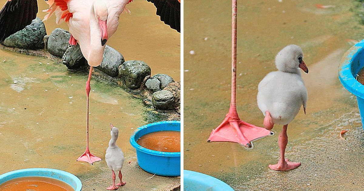 25 Photos of Super Cute Animals That Make Us Want to Take One Home