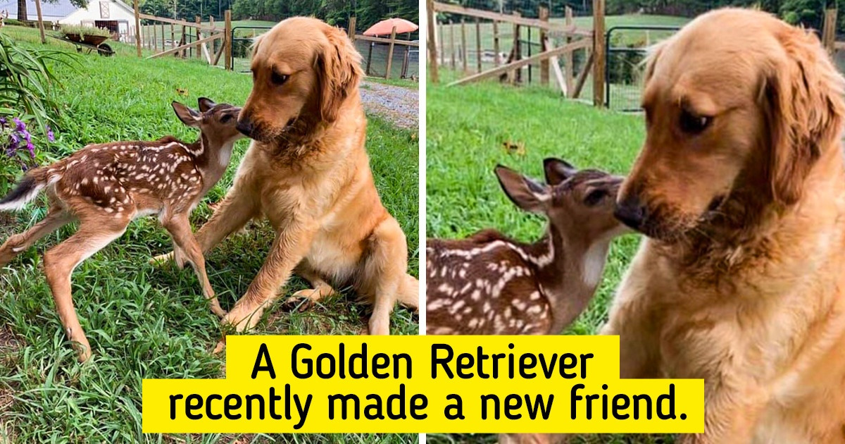 23 Friendships That Prove Animals Have the Purest Souls 23 Friendships That Prove Animals Have the Purest Souls