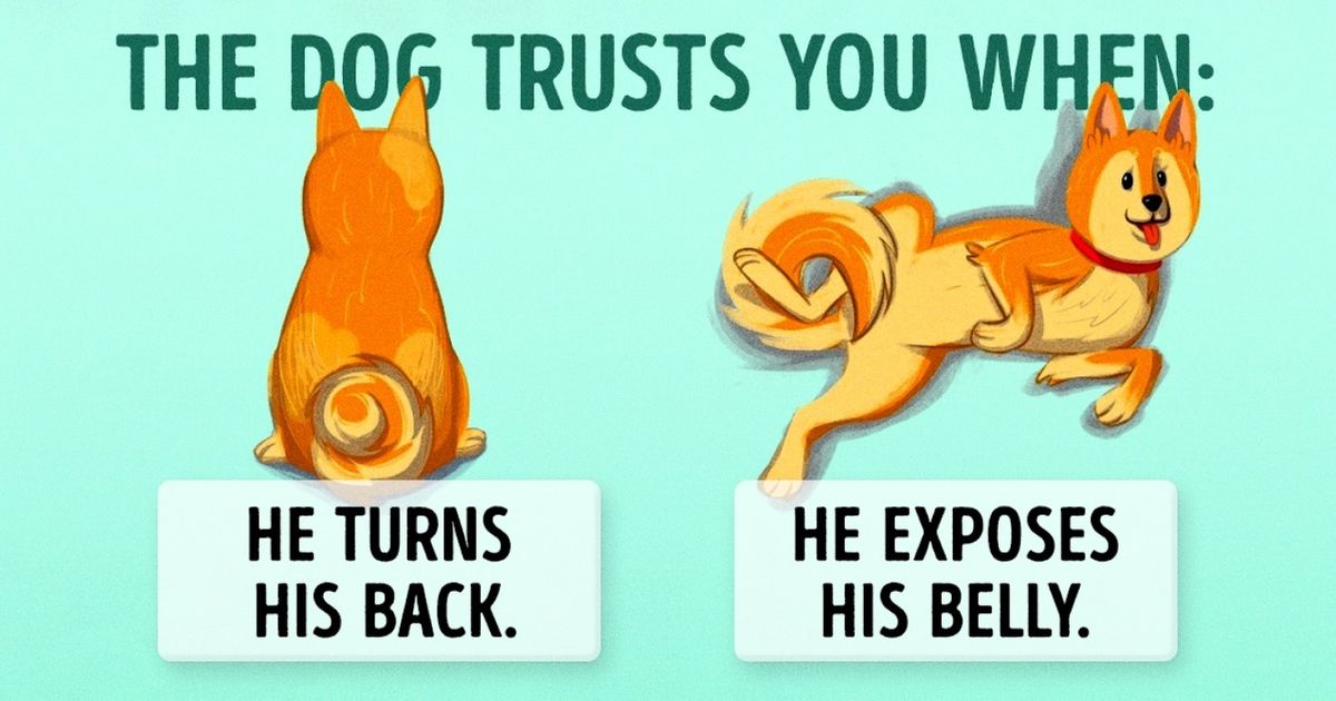16 Useful Clues for Anyone Who Wants to Understand Dogs Better