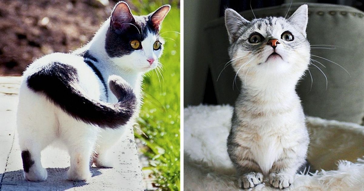 If You Dream of Having a Kitten That Never Grows, a Munchkin Is What You’re Looking For