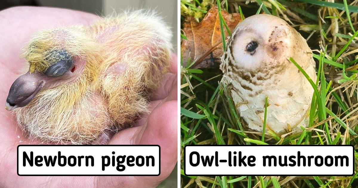 20 Photos That Prove the World Is Full of Surprises and It’s Not Hard to Find Them