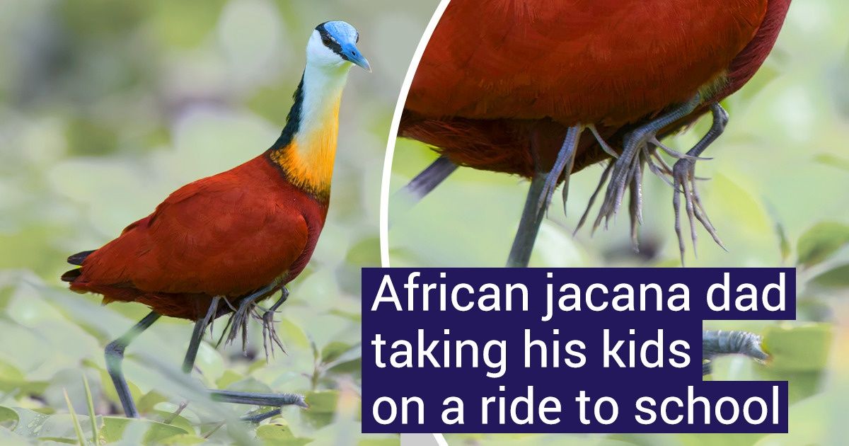 13 Animal Dads Who Never Shy Away From Their Duties