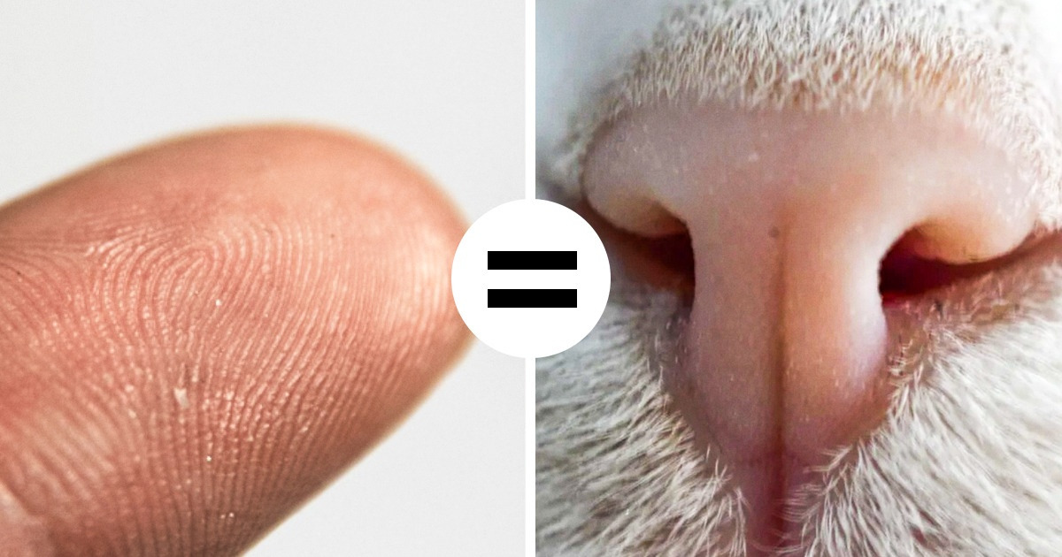 13 Facts About Cats That Made Us Love Them Even More