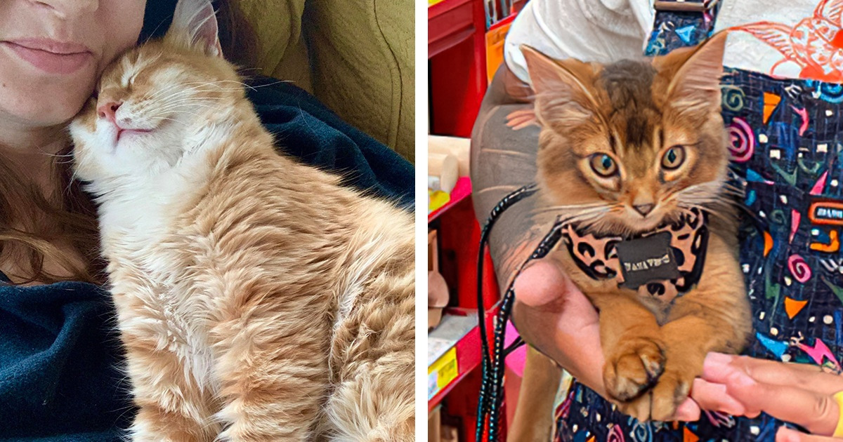 Science Says Being a Cat Person May Be Good for Your Health Science Says Being a Cat Person May Be Good for Your Health