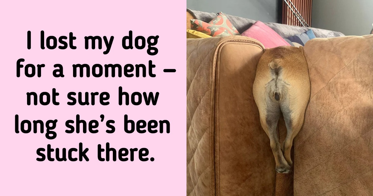 20 Animals Who Can Aid You on Your Way to a Good Mood