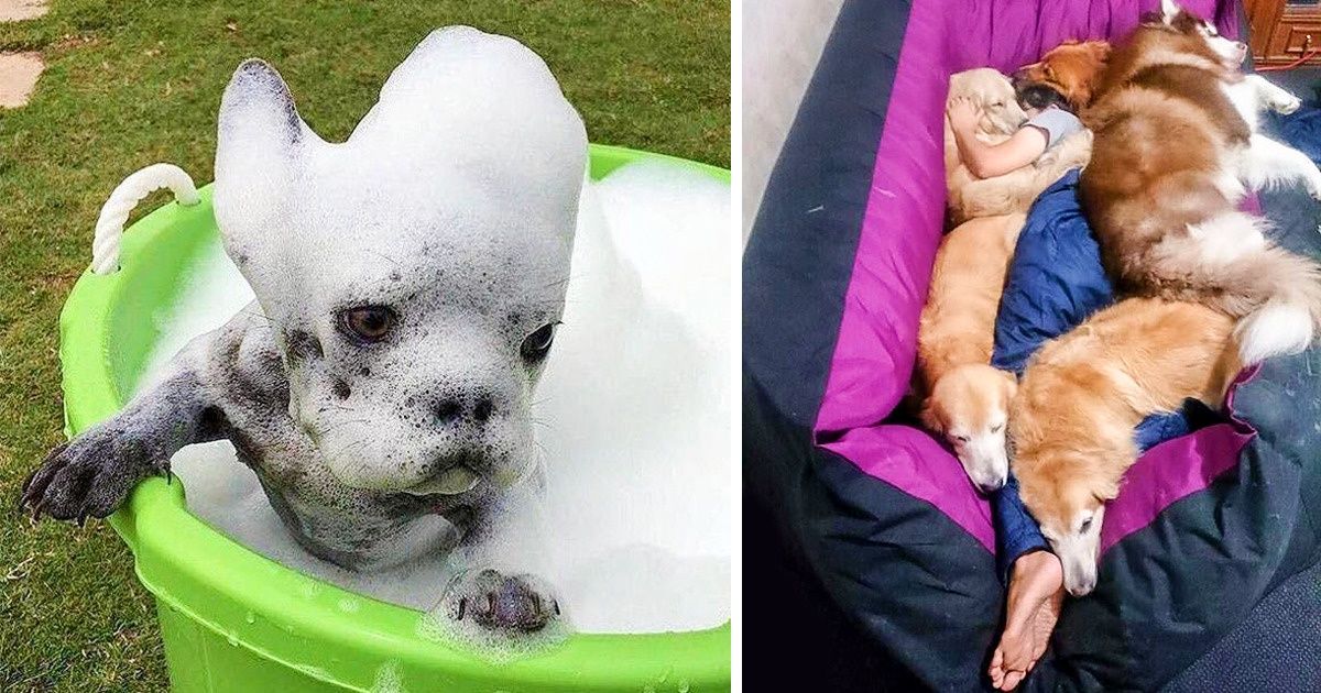 Everyone Has Heard That Dogs Are Man’s Best Friend but We’ve Got Solid Proof of It