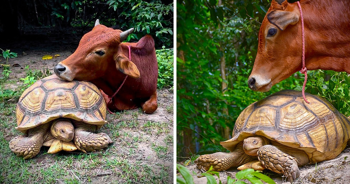 Meet Simon and Leonardo, a Disabled Baby Cow and a Giant Tortoise Who Are Always There for Each Other