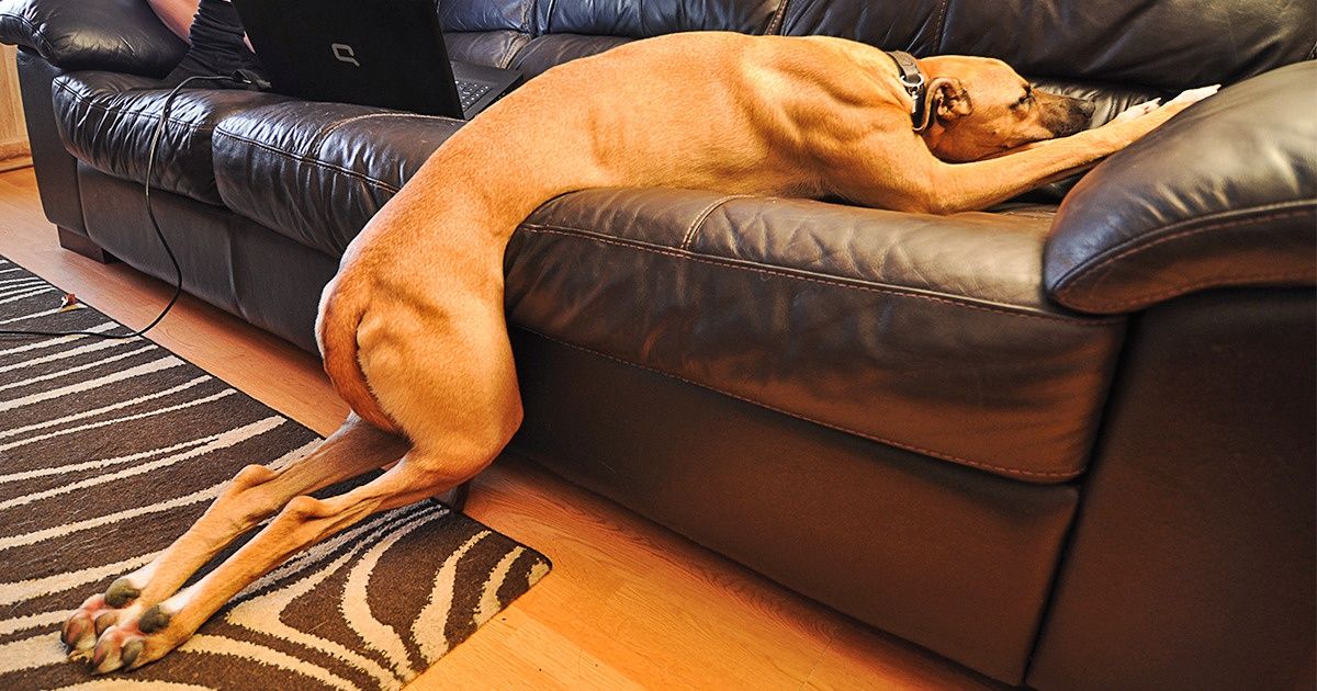15+ Things Our Pets Do When We’re Not Looking