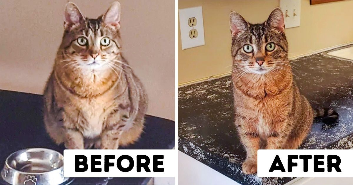 18 Pets That Did a Terrific Job at Losing Weight