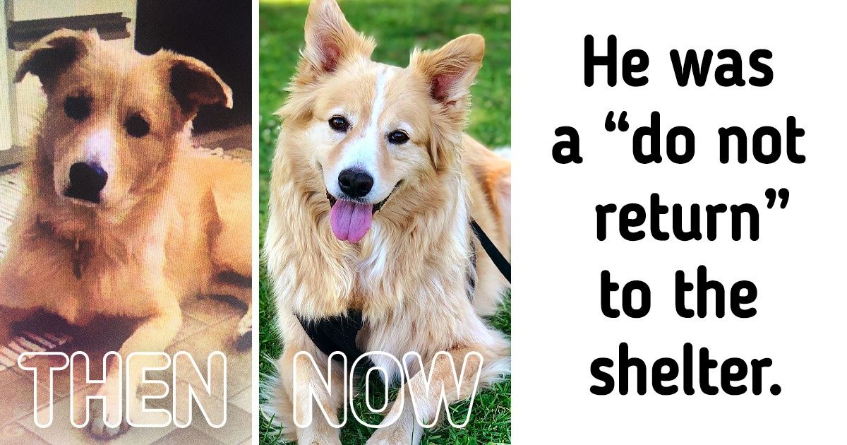 15+ Pets That Found Their New Home, and Their Emotions Speak Better Than Words 15+ Pets That Found Their New Home, and Their Emotions Speak Better Than Words