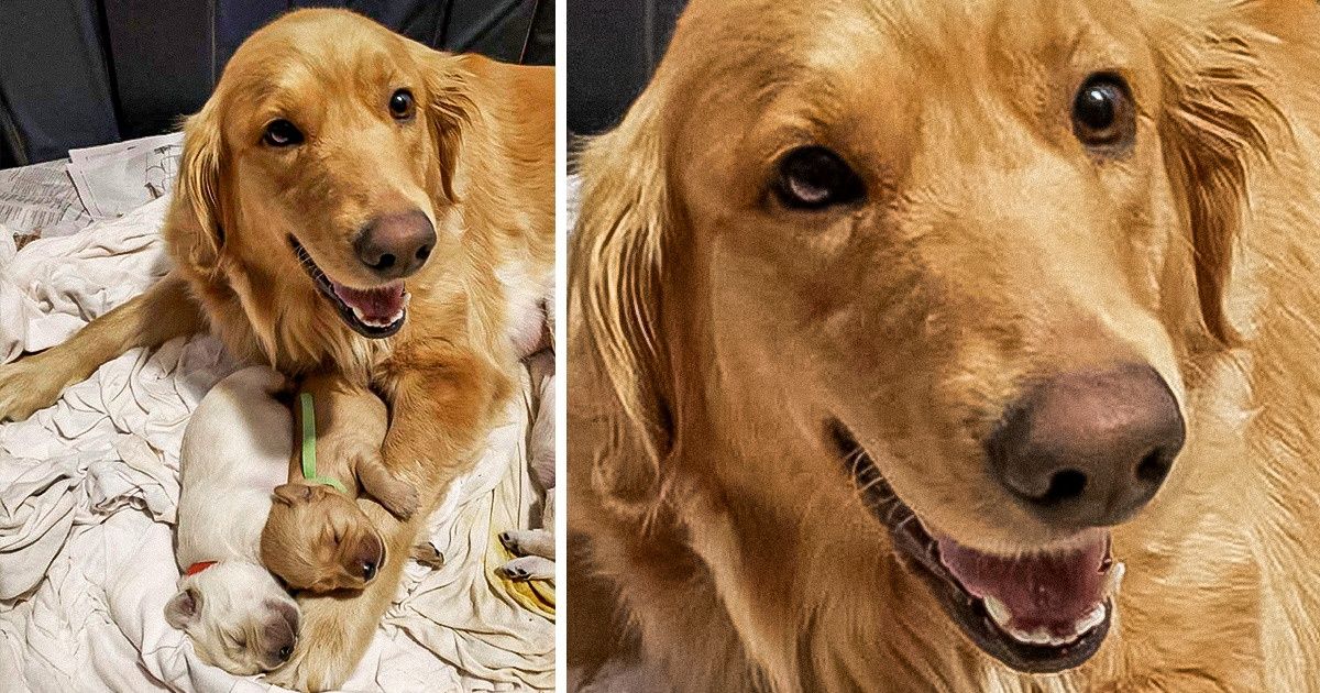 14 Photos That Prove Even Furry and Feathery Mothers Are Really Caring Creatures 14 Photos That Prove Even Furry and Feathery Mothers Are Really Caring Creatures