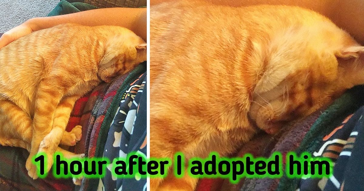 Reddit Users Shared Their Pet Adoption Pics That Will Give You All The Feels
