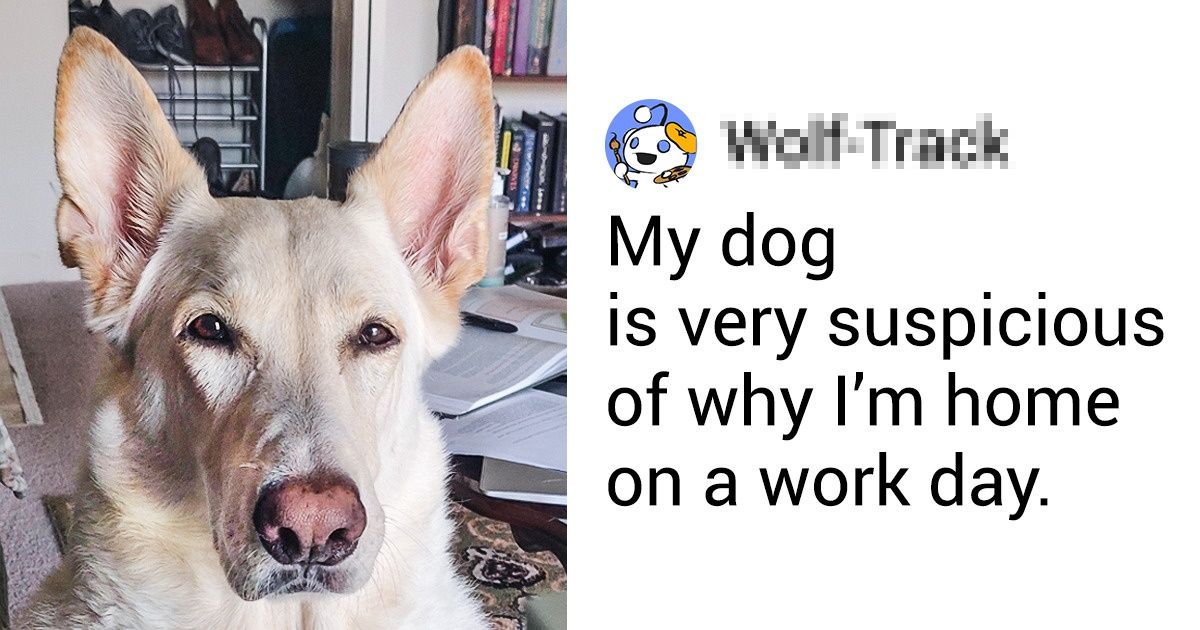 16 People Share the “Joys” of Working From Home With Their Pets 16 People Share the “Joys” of Working From Home With Their Pets