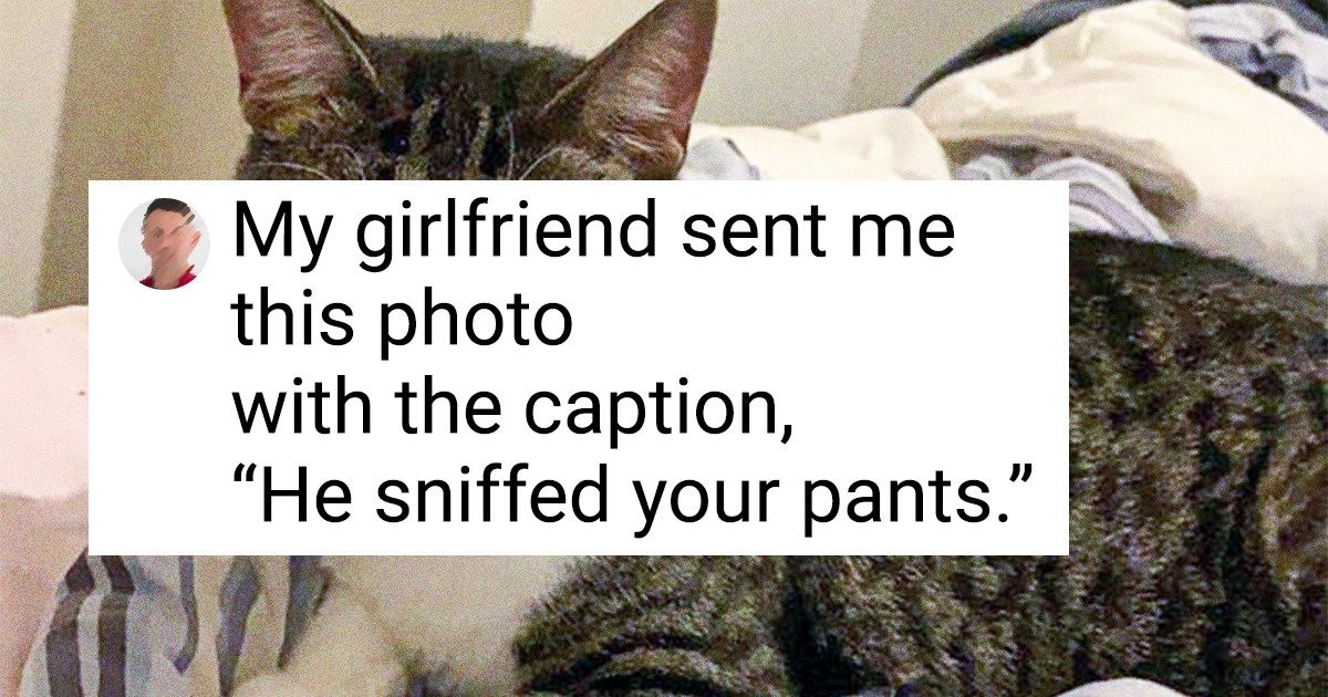 20+ Pets Who Don’t Have to Talk Since Everything Is Written Right on Their Faces 20+ Pets Who Don’t Have to Talk Since Everything Is Written Right on Their Faces