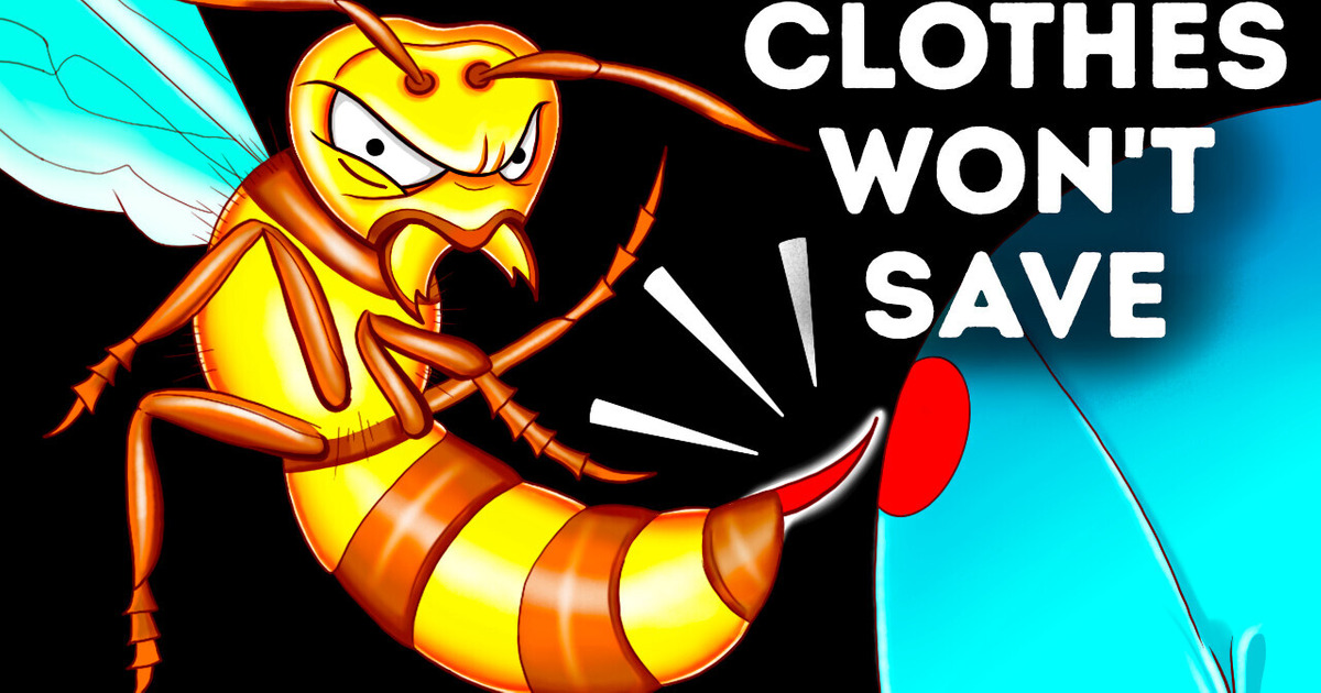 What Happens When an Asian Giant Hornet Stings You What Happens When an Asian Giant Hornet Stings You