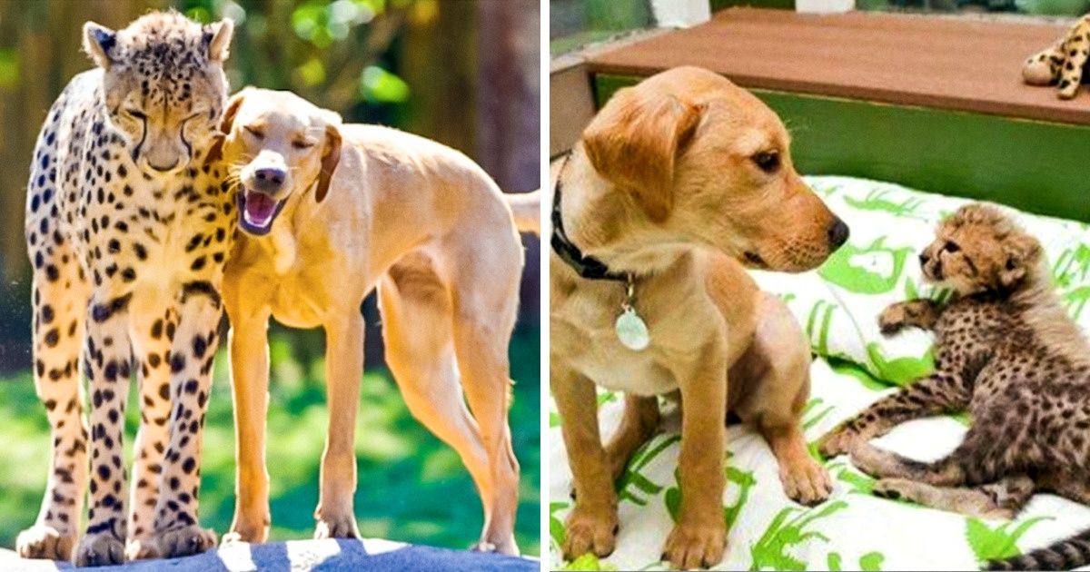 Unusual Animal Friendships That Could Melt Anyone’s Heart