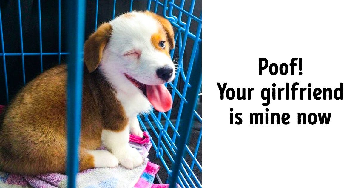 20 Photos That Prove Animals Turn Our Lives Upside Down, and That’s Why We Love Them So Much 20 Photos That Prove Animals Turn Our Lives Upside Down, and That’s Why We Love Them So Much