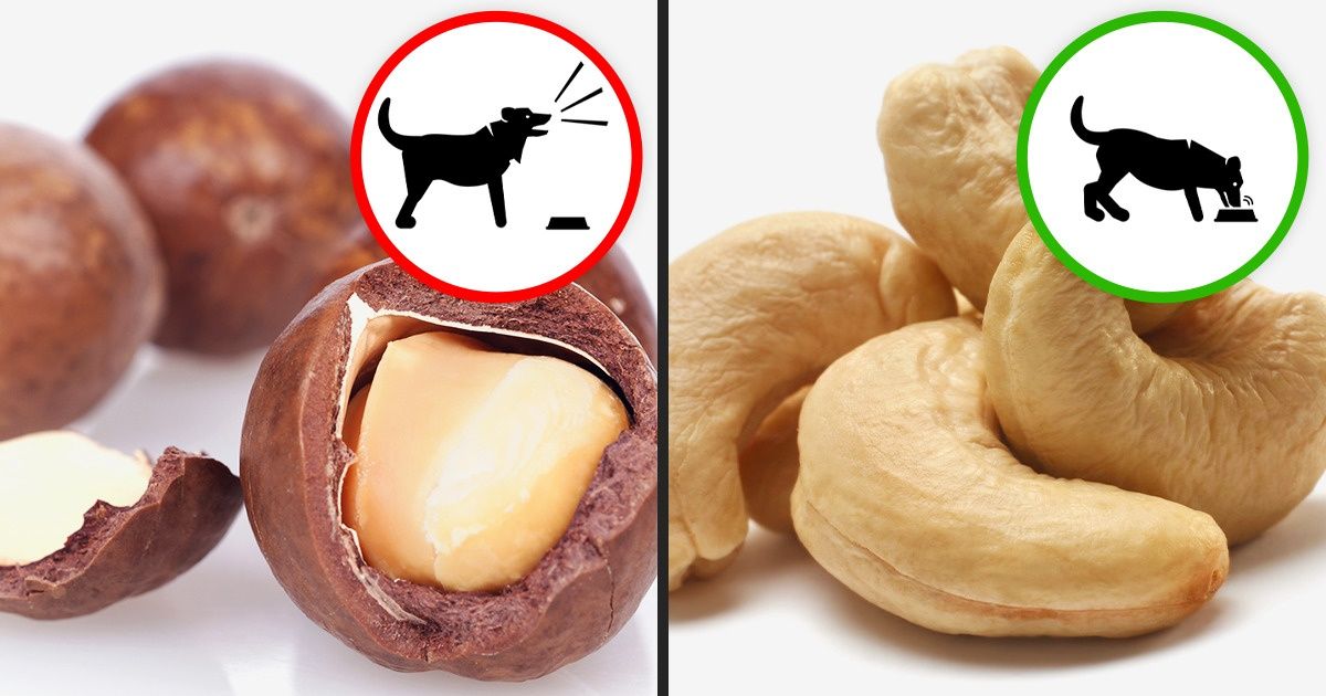 Foods That Are Good for Your Dog and Foods That Can Be Harmful to Them Foods That Are Good for Your Dog and Foods That Can Be Harmful to Them
