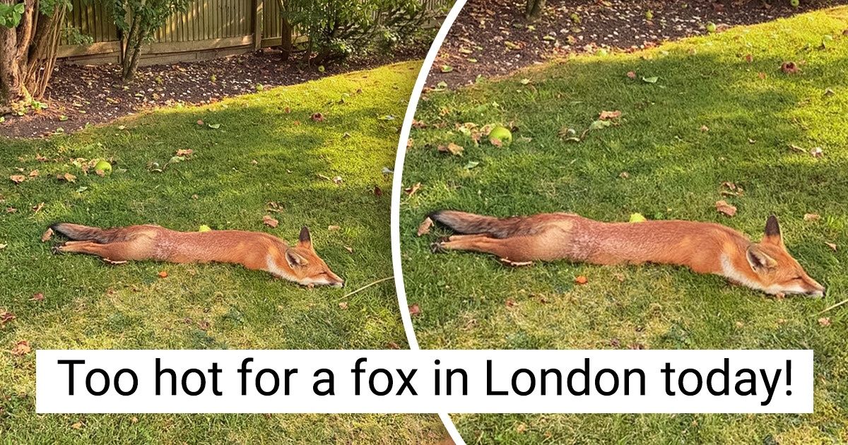 Someone Spilled These 20 Floofers, but Please Don’t Call the Janitor