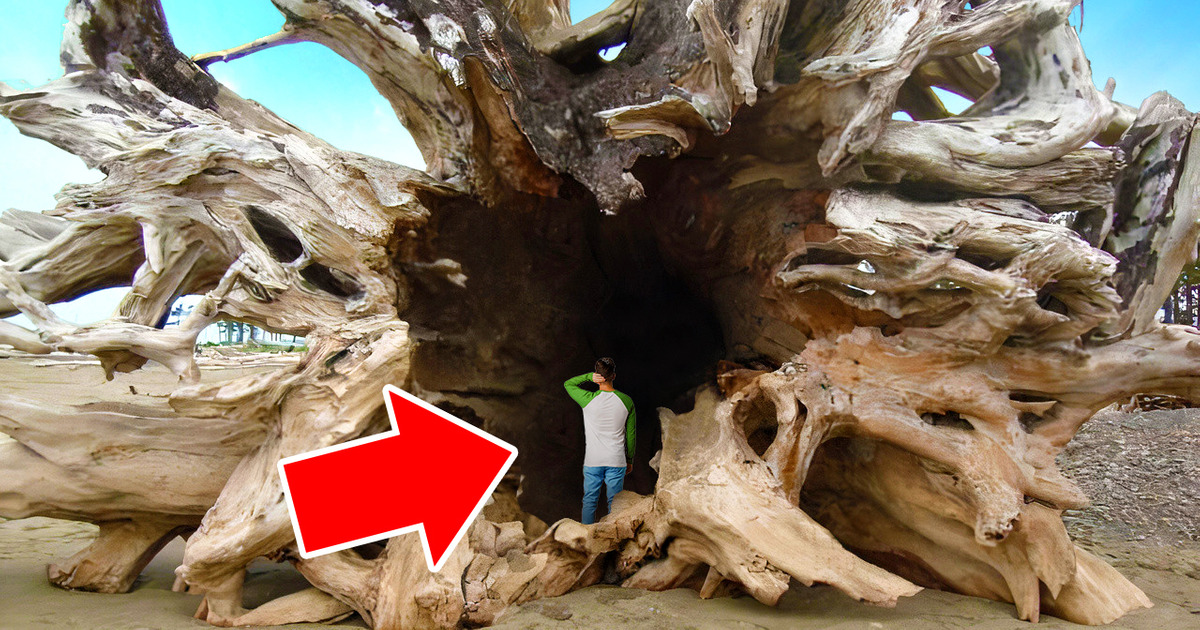 They Found a Boeing-Sized Tree on Shore. How Did It Get There? They Found a Boeing-Sized Tree on Shore. How Did It Get There?