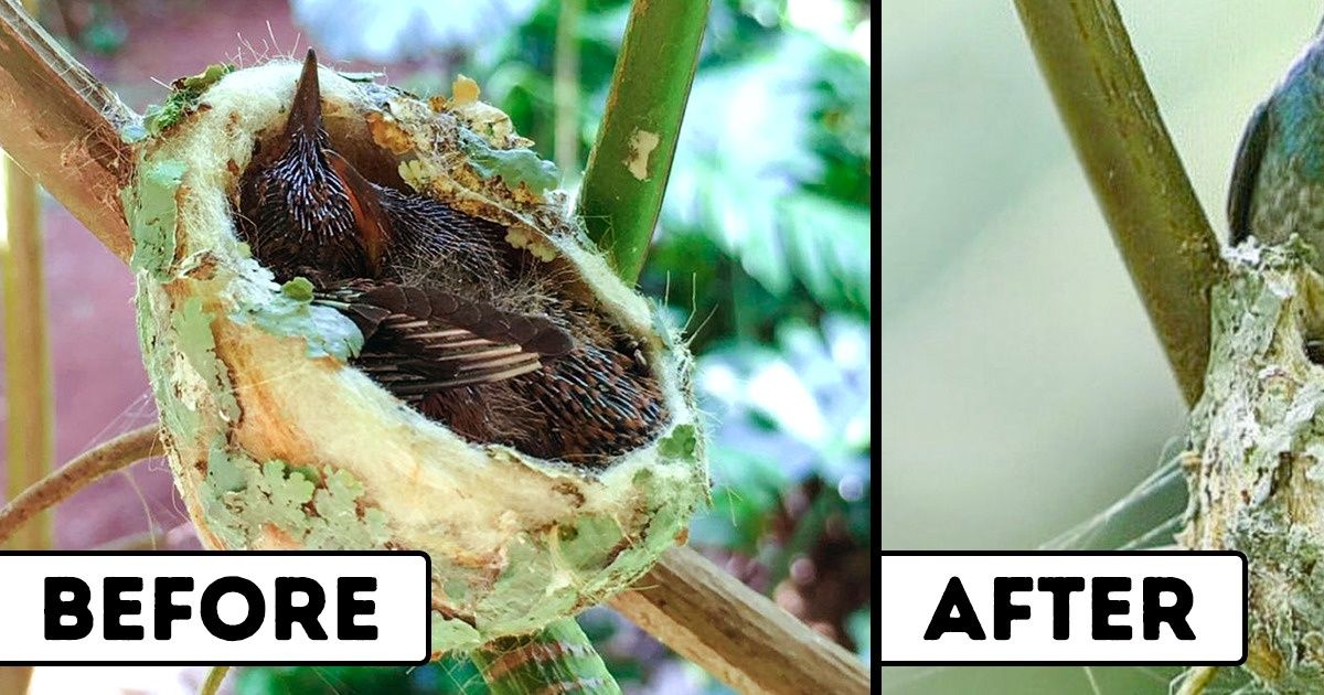 A Hummingbird Builds a Nest With a Roof, and It’s the Coziest Little Home in Town
