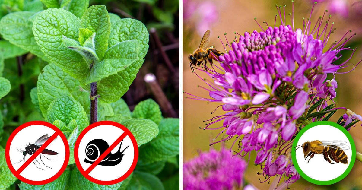 7 Plants That Will Keep Pests Out of Your Garden, and 7 Plants That Will Attract Pollinators 7 Plants That Will Keep Pests Out of Your Garden, and 7 Plants That Will Attract Pollinators